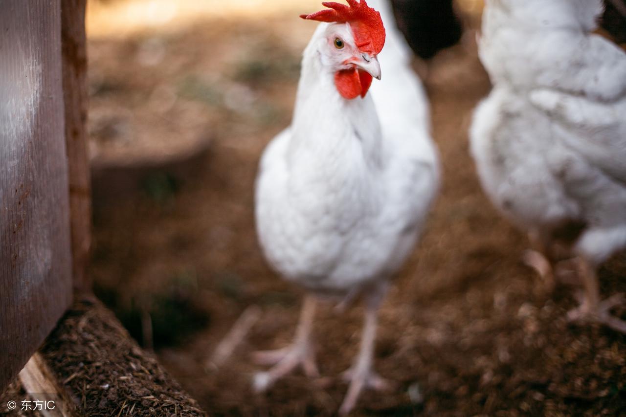 栓打一生肖、深度解析与智慧思考