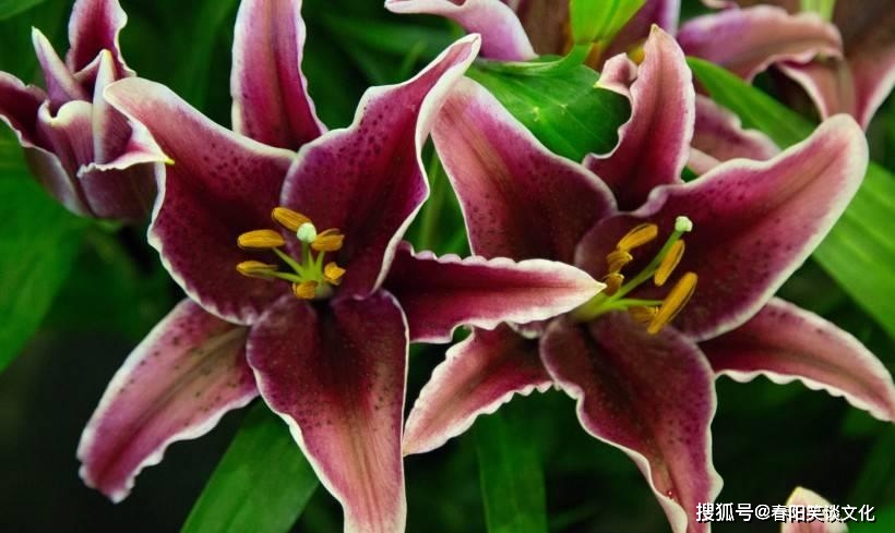 天地百合打一生肖、积极解释落实