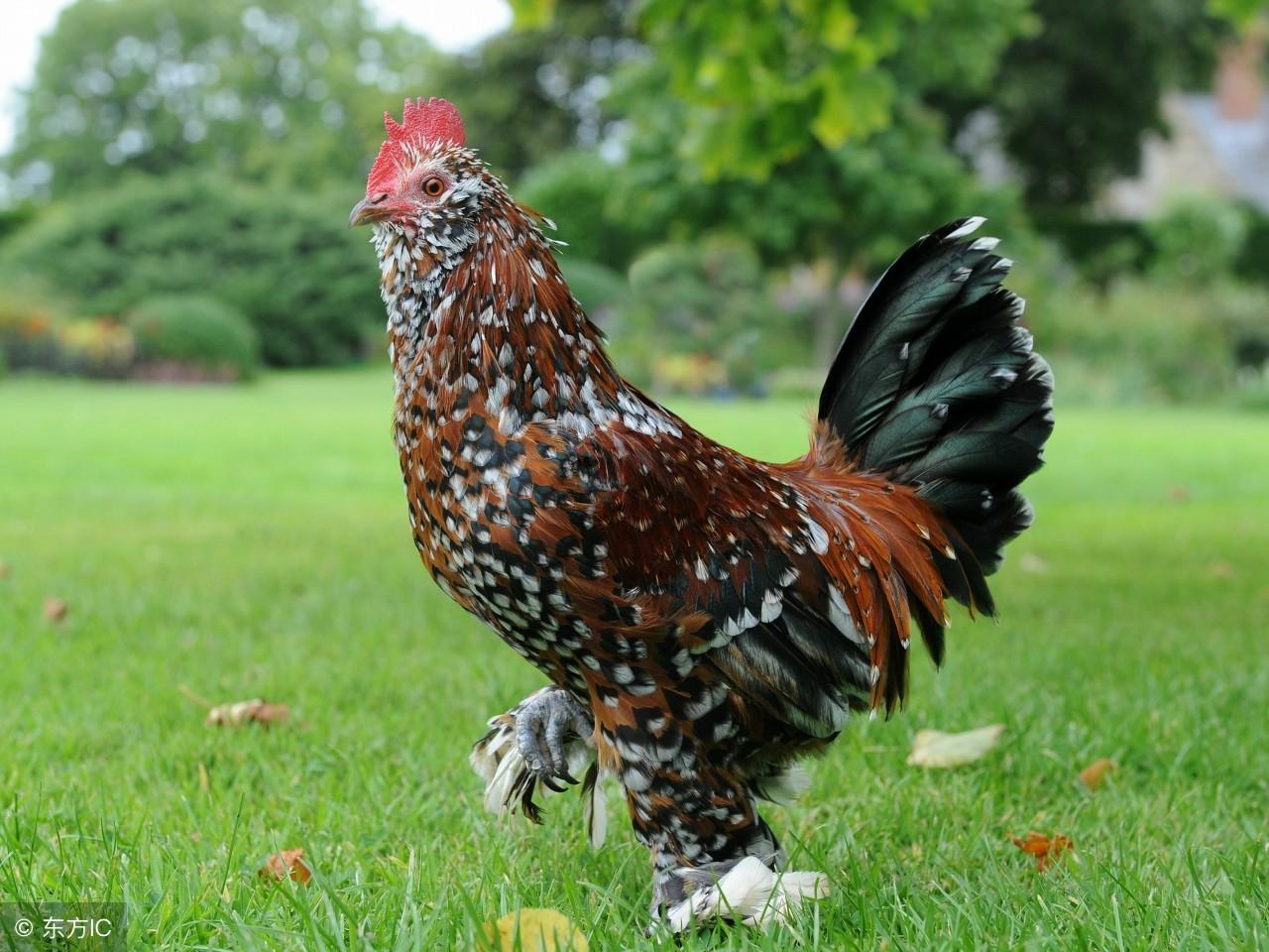 乐观解释，九来公开得四五，打一准确生肖