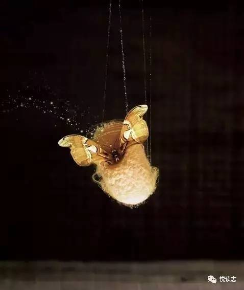 化蛹成蝶打一生肖、背后的智慧与哲理