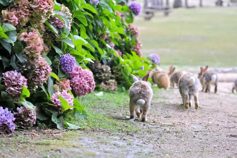 蜿蜒曲折毒气涌打一生肖、绝佳解释落实