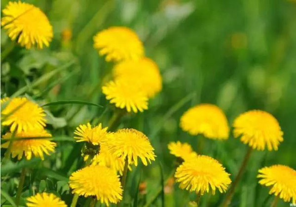 谜底揭晓，黄花女儿与生肖的奇妙联结