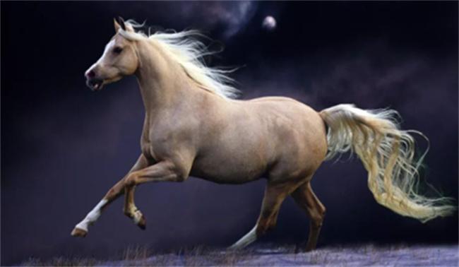 犬马之恋打一生肖、精选解析与落实的详细结果