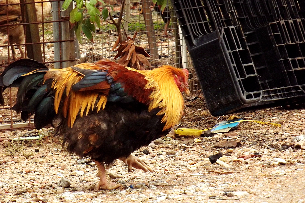 一唱雄鸡天下白是什么生肖:精准解答落实 一唱雄鸡天下白是什么生肖:精准解答落实