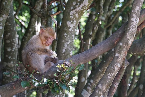 老猴上树打一生肖、团结解释落实