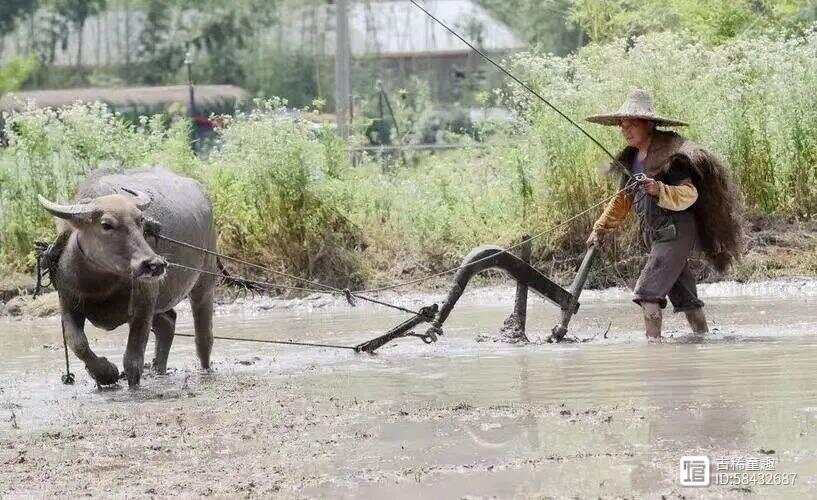 牵牛耕田打一生肖、定量解释落实