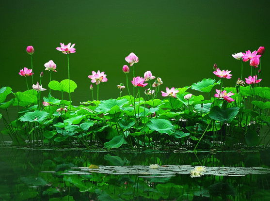 今期生肖寻桃花，文化解析与温馨解读