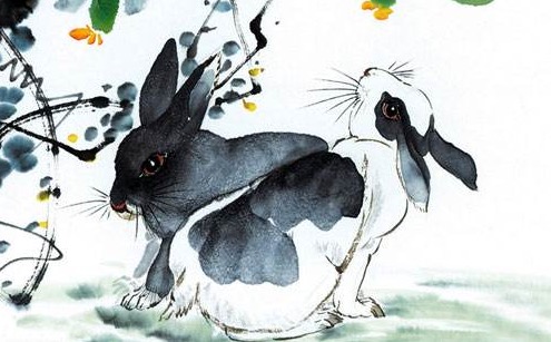 持打一生肖，生肖兔—通用解释的智慧与落实的坚韧