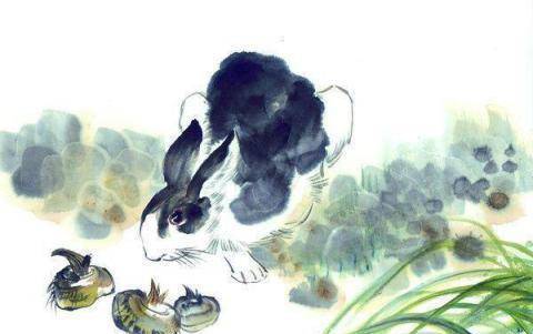 三更步瓜田，生肖兔的智慧与警示