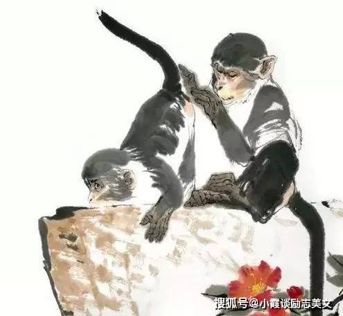 愤世嫉俗打一生肖，全面解析与落实