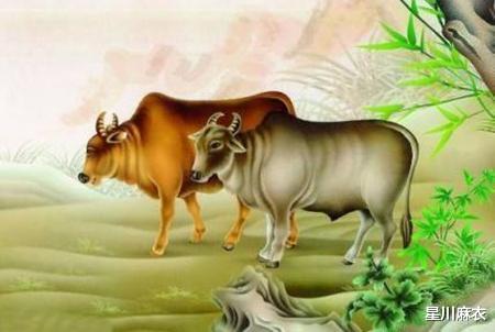 牛马命革打一生肖，背后的坚韧与不屈