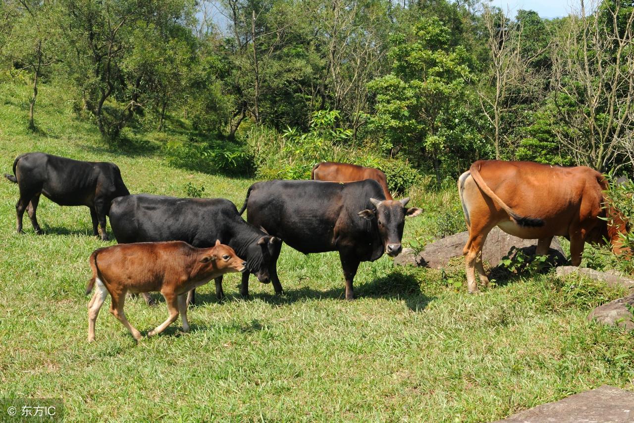 守株待兔打一生肖求解、新型作答落实解释