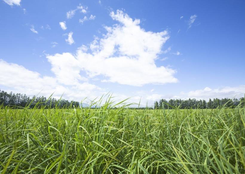 杀人如蒿，生肖背后的深度解析与文化寓意