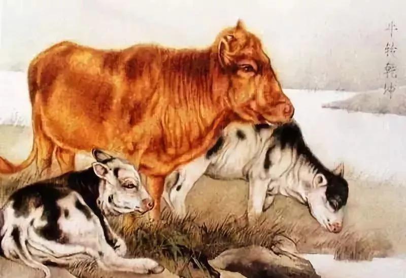 牛打一生肖是什么、精选解析与落实的详细结果