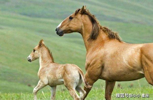 鞍马劳顿打一生肖，全面揭晓与解释落实