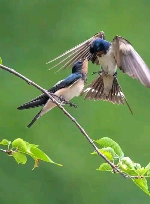 燕子双飞蝶儿舞打一生肖、定量解释落实