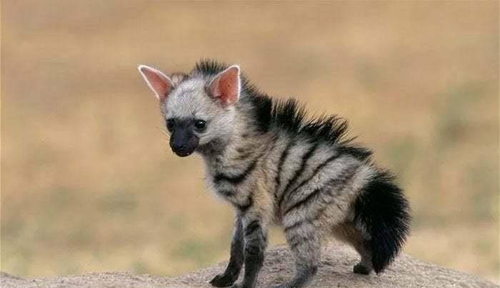 方寸不乱打一准确动物、精选解释落实