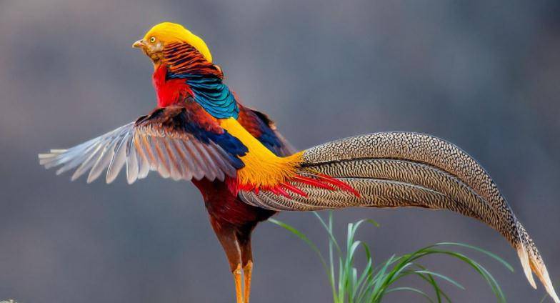 野鸟入庙，解密生肖之谜