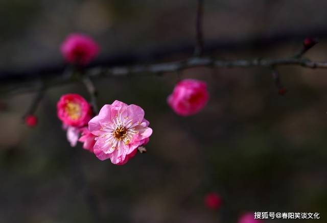 立春与生肖的奇妙缘分，揭秘立春打一生肖的传统文化解析