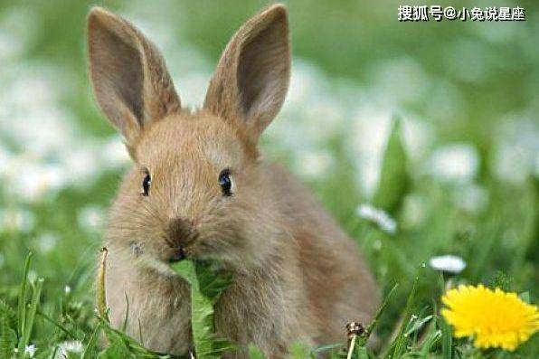 独具一格的生肖，揭秘兔的奥秘与独特性
