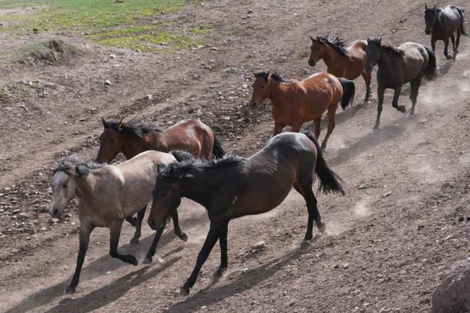 风马牛不相及打一生肖、解释与落实的和谐共舞
