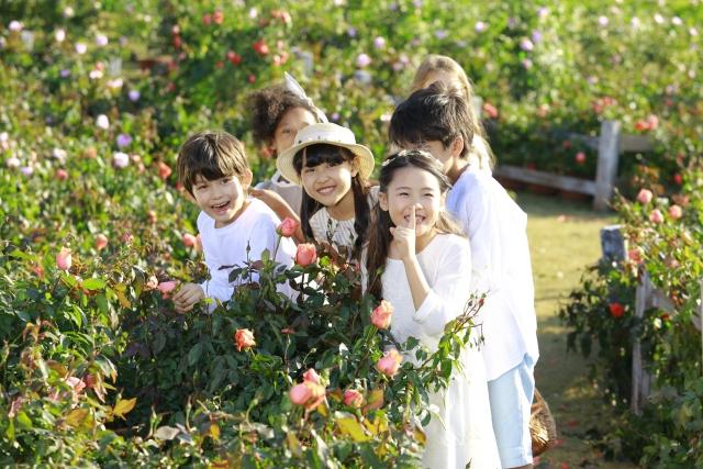 格力回应玫瑰空调又土又贵，权威揭晓与用户心声的深度对话