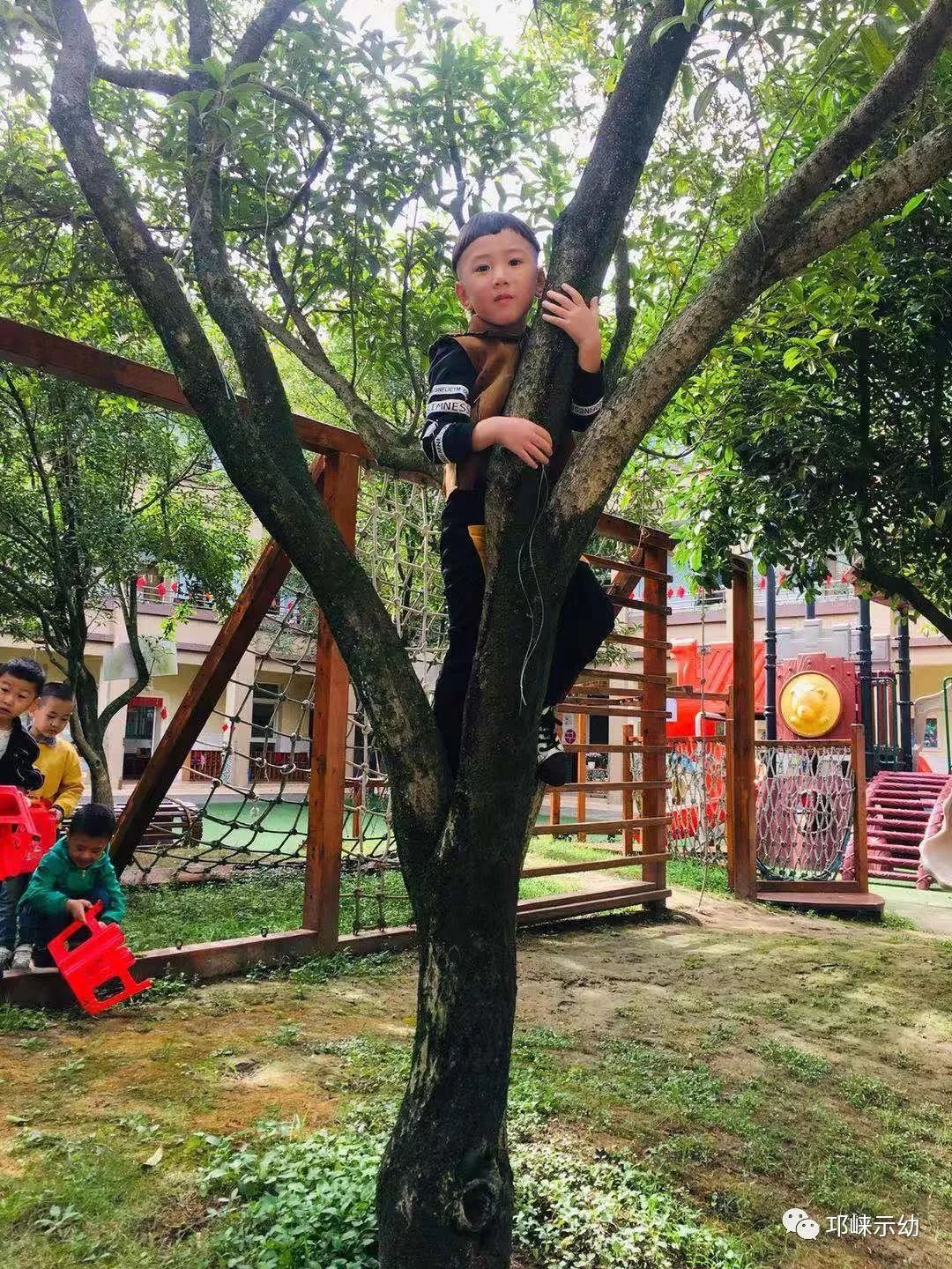 榕树与生肖，探寻非凡引领的奥秘