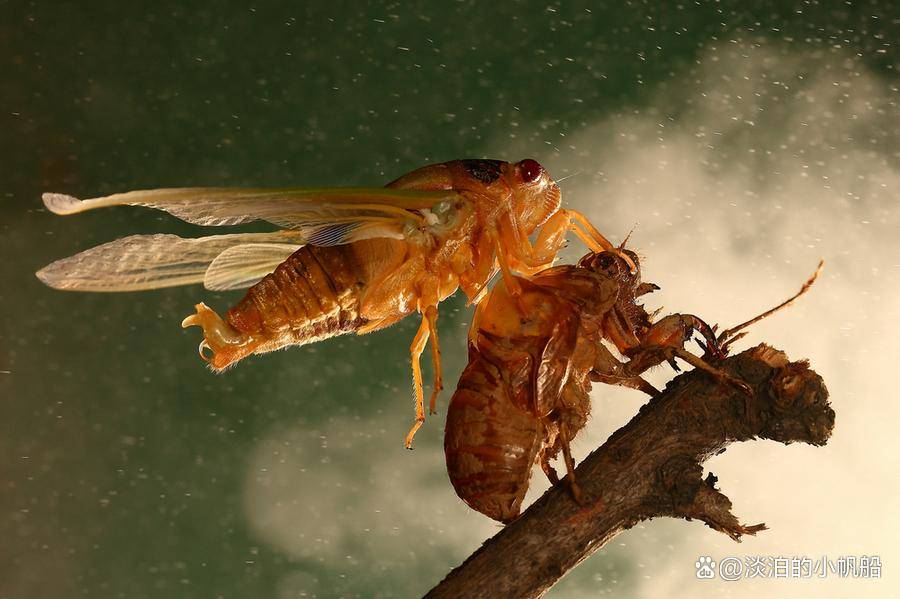 金蝉脱壳打一生肖属相、热议作答落实解释