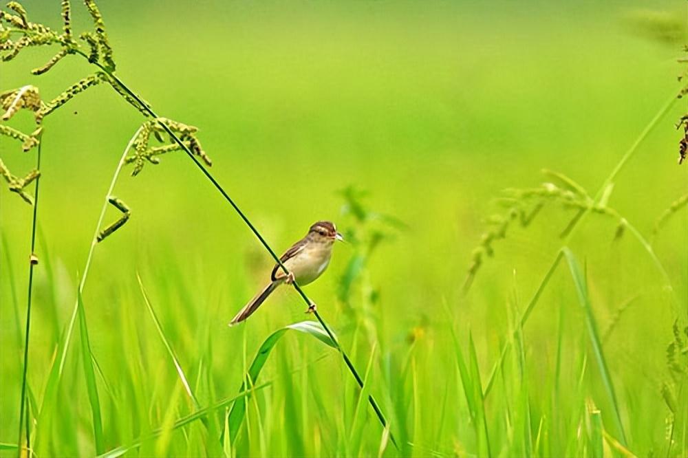 草长莺飞，揭秘生肖之谜的神秘解释
