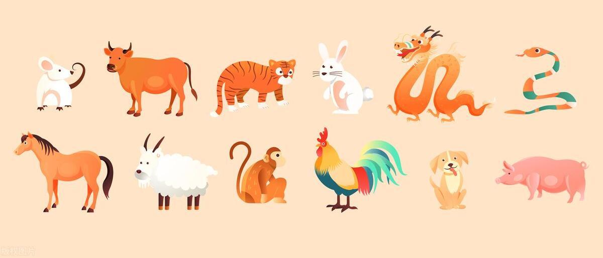 神秘数字背后的生肖揭秘，四七排九与不安分之选