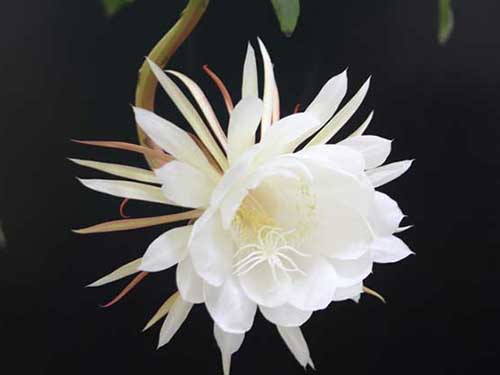 昙花一现的生肖启示，最新解释与现实生活的落实