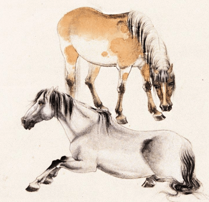 赠君七匹马，生肖之谜与信任的深度解读