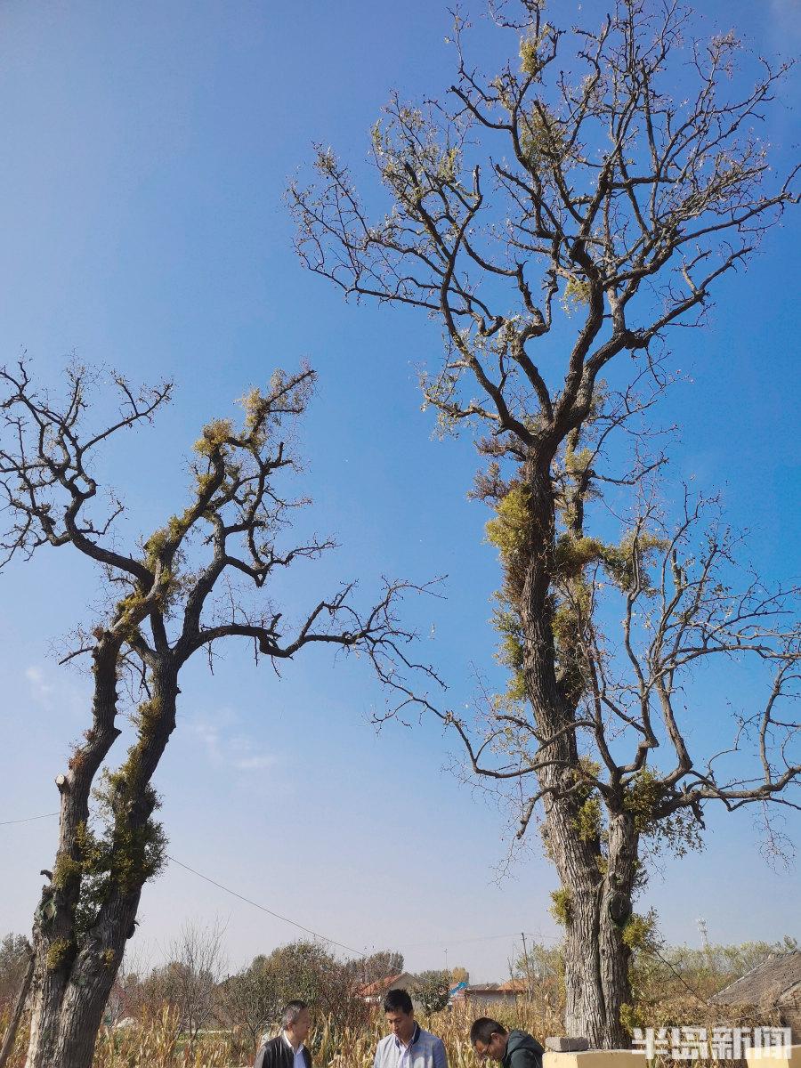 回天无力与数字生肖的奇妙联结,热议背后的落实之道 回天无力与数字生肖的奇妙联结,热议背后的落实之道