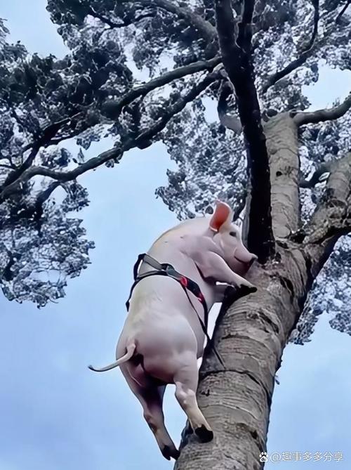 母猪上树打一生肖，寓言背后的深度解析与智慧思考