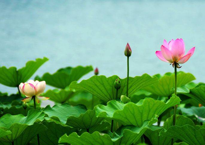 莲花打一生肖、理想作答落实解释 莲花打一生肖、理想作答落实解释