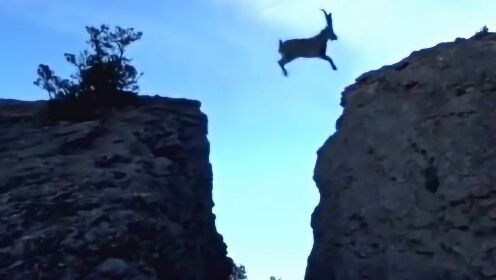 危亡关头，以羚羊跃崖的壮举诠释无限解释落实的深刻寓意
