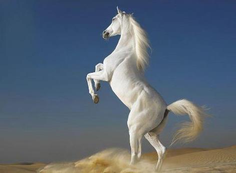 一代英雄打一生肖、的不安分之选