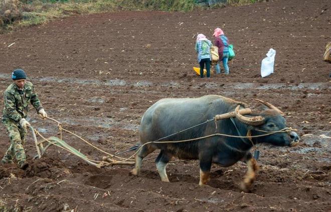 牛耕田打一生肖,积极解释与落实的智慧 牛耕田打一生肖,积极解释与落实的智慧