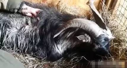 皮褥子打一生肖、一场误导解释的落实与反思