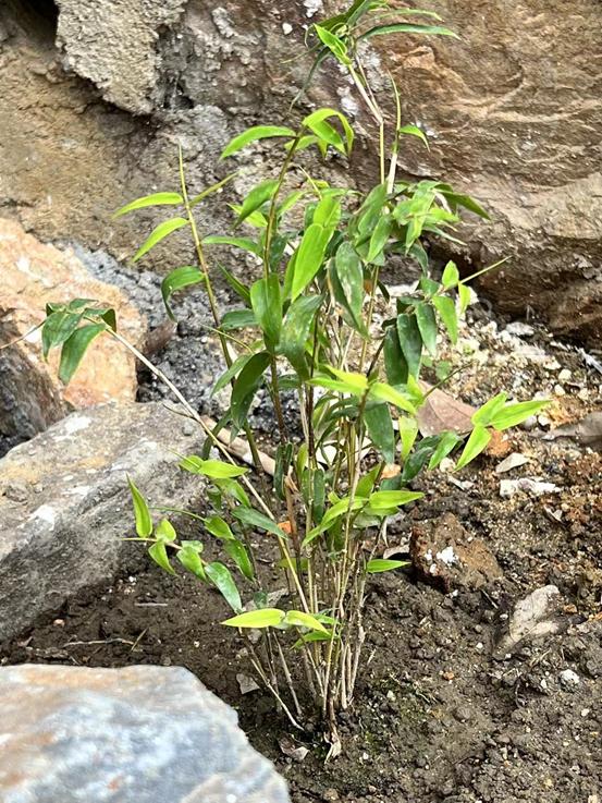 竹中空打一生肖，文化谜语与生肖寓意的深层解读