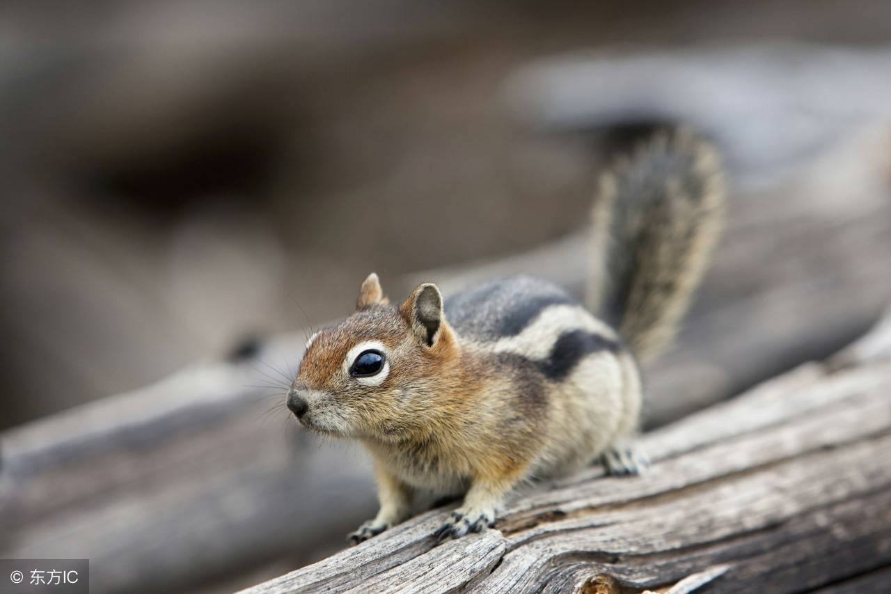 悄无声息的动物生肖,最快解答落实的智慧 悄无声息的动物生肖,最快解答落实的智慧