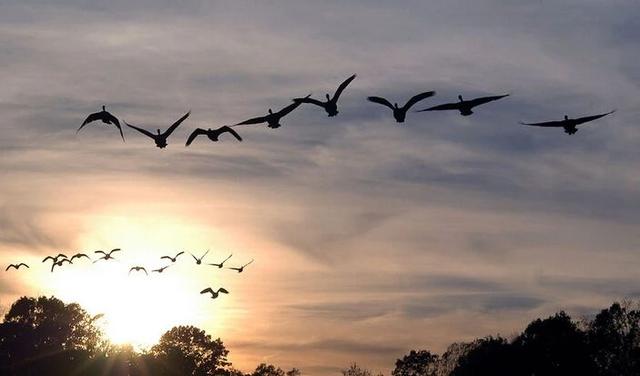 雁归打一生肖,不安分之选的智慧启示 雁归打一生肖,不安分之选的智慧启示