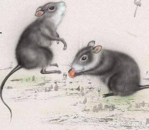 灰不喇唧,揭秘生肖中的低调行家—鼠 灰不喇唧,揭秘生肖中的低调行家—鼠