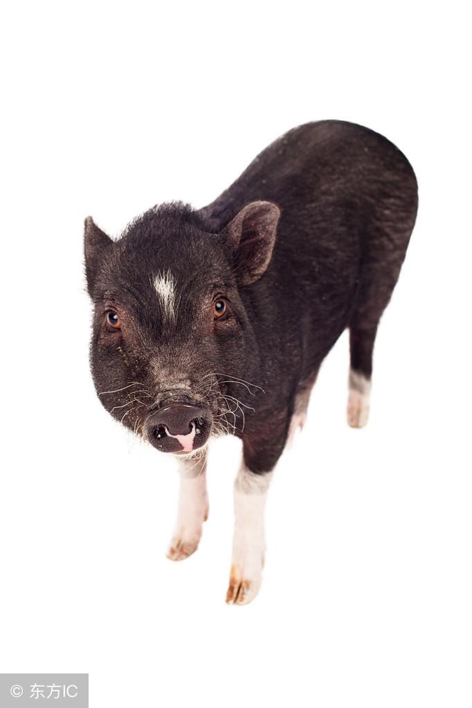 喜气洋洋打一生肖、最新解释与落实