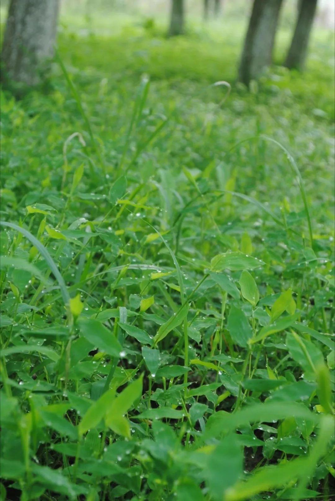 珍珠是什么生肖打一肖、的不安分之选