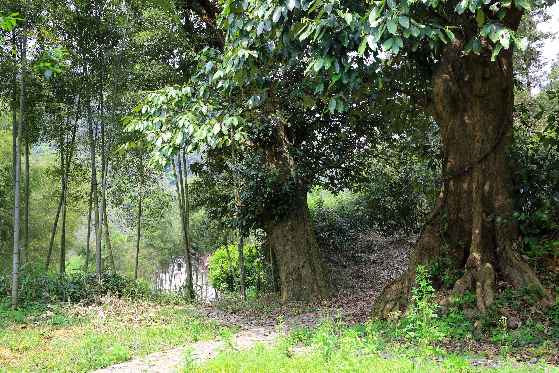 风吹家园绿打一生肖、背后的智慧与策略