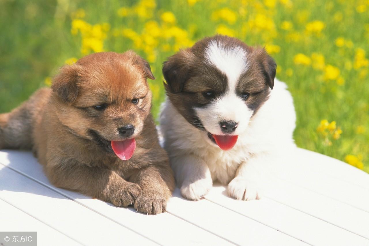 停打一生肖，精选解析与落实的详细结果