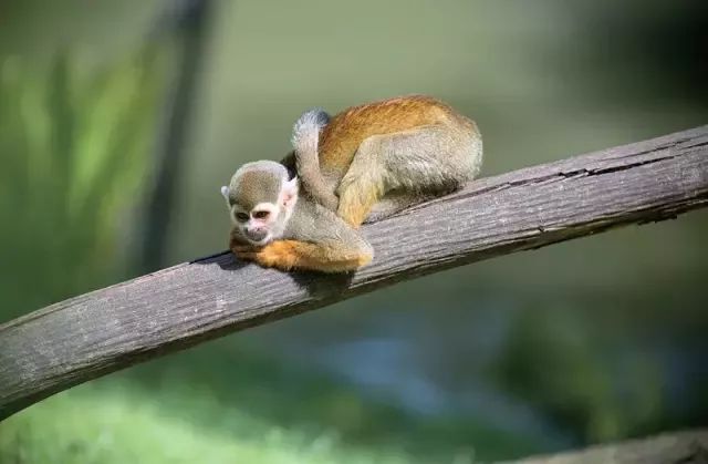 揭秘，如何选择并落实正确的非常凶猛的动物打一生肖策略