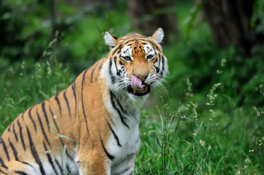 景阳冈与生肖之谜，探寻背后的哲理之光