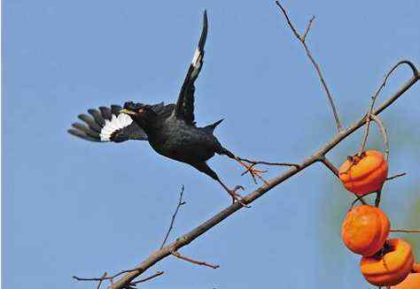 八哥是特码打一生肖，一场关于智慧与寓意的探索